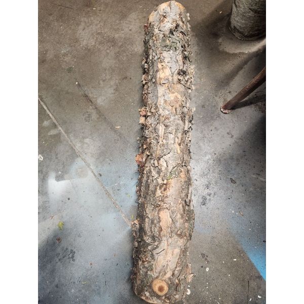 birch wood logs