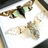 Cicada Pair The White Ghost + The Turquoise Wing Deep Shadow Box Display | Spread Specimen | Frame Size 17.5 x 17.5cm