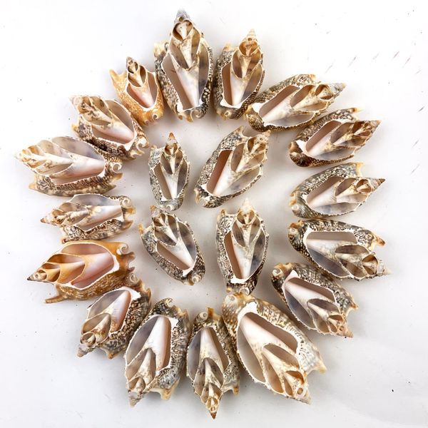Heyiwell 20PC Strombus Aurisdiane Half Cut Shells for Shellcraft Home Decor Apprx 2" Inch