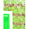 【第3類医薬品】ナカジマ ゲンノショウコ 500g ×3