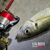 VARIVAS Line Aging Master Ester Red Eye 0.4