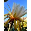 6 Asunta DRAGON FRUIT  CUTTING 10-14 Inches Check Description