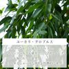 Natural 100% Eucalyptus Globulus Oil 30ml Aroma Oil Eucalyptus
