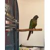 Polly's Hardwood Bird Perch, Small
