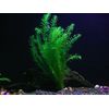 Pond Oxygenating Elodea Anacharis Bunch Plants - Imported and USDA Approved