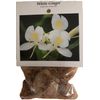 HAWAIIAN WHITE GINGER HEDYCHIUM CORONARIUM  2 ROOTS STARTER ROOT- Fragrant