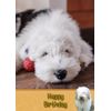 Old English Sheepdog Birthday Card