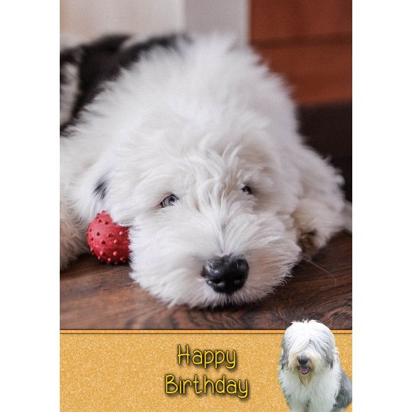 Old English Sheepdog Birthday Card