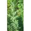 Wildcrafted 2024 Harvest Dried Wild Lettuce 1/2 Oz