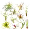 The Drunken Gnome Tillandsia Air Plants, Large (10-Pack Assorted)