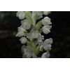 10 Rattlesnake Orchids Bulbs Bare Root