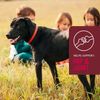 VETIQ 5-in-One Multi-Benefit Supplement for Dogs