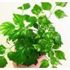 PET FRIENDLY PLANTS