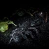 DUO Small Ninja Insect Cucumber Seed