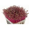 500 RED GARNET AMARANTH Seeds-Non GMO-Organic-Op