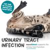 maxxipaws maxxiUtract Urinary & Bladder Support - Powder Supplement for Cats, 90g