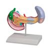 Diseases pancreas, spleen, bile