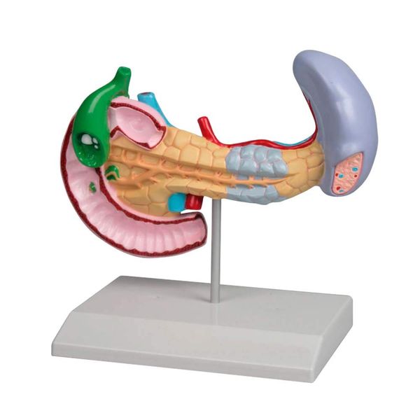 Diseases pancreas, spleen, bile