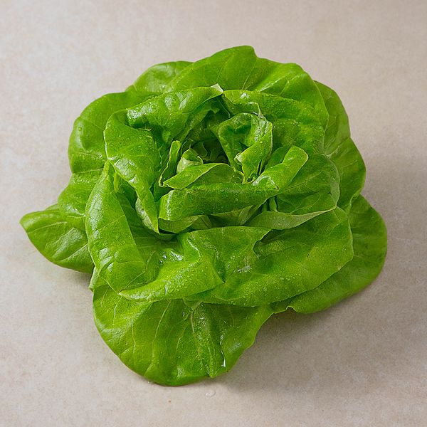 Domestic pesticide-free butterhead lettuce