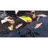 Black Pond Cover Netting 6m (20') x 4m (13')