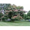 MIMOSA TREE SET OF 20 SEEDS