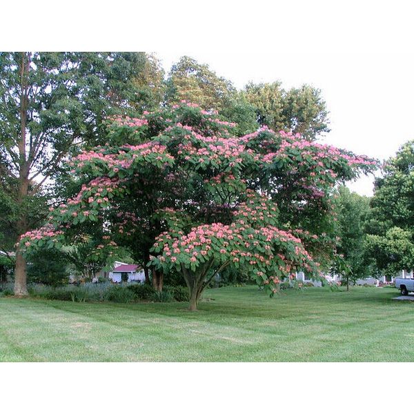 MIMOSA TREE SET OF 20 SEEDS