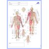 3B Scientific Acupuncture Meridian Notepad, German