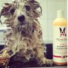 2-in-1 Dog Shampoo + Conditioner - Coconut Scented