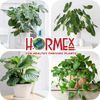 Hormex Rooting Powder #1 - for Easy to Root Plants - 0.1% IBA