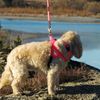Ultrahund 'Freedom' No-Pull Harness, Small, Orange