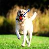 Chuckit Ultra Tug Dog Toy, Medium, 6 cm