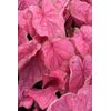 (2ct) Caladium Fannie Munson Bulbs #2 Fresh 2023