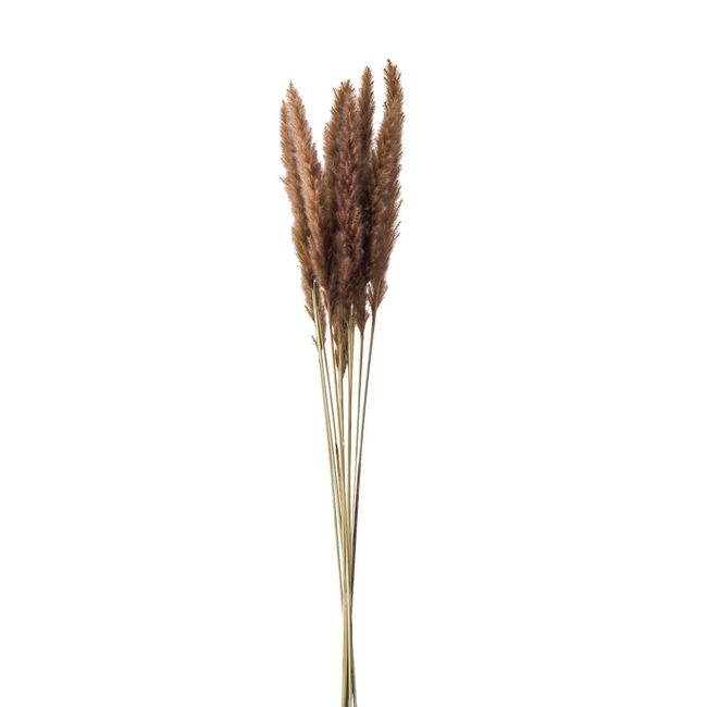 Earth Farms Dry Flower Brown Approximately/85 cm Tail Lead do051340 – 860 10 Pieces