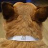 Small 'Three Bottles' Dog Collar (PR00055497)