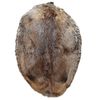 Beaver Pelt, Tanned (Medium 45")