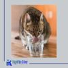 Colloidal Silver for Pets, Dogs, Cats, Birds 32 Oz. 20 PPM