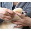 Super Cat Easy Ear Cleaning Sheet, Pack of 30