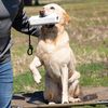 Momarsh Dog Training Bumper Medium Size in White