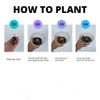 AUTHENTIC Colocasia  Golden Queen Mask 1 bulbs