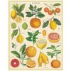Cavallini 1000 Piece Puzzle, Citrus (PZL/Citrus)