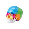 Human Skull Model Anatomical Skull Model 22 Parts 1:1 Colored Skeleton