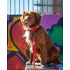 Urban Trek Reflective Dog Leash (Small, Red)