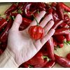 Organic Hot Sauce 🌶️