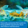 API GOLDFISH CARE 2 PACK Aquarium Water Conditioner 30 ml Bottle