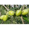 Olive Snack Packs - 8 ct. 2.3 oz Packs (Kalamata)