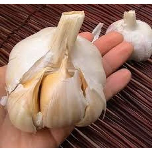 Elephant Garlic 2 Huge Bulbs! Great for Fall Planting! Non GMO Milder Tasting Garlic