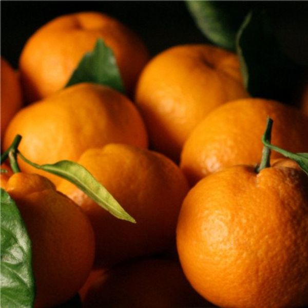 Satsuma Mandarins - 4 lb