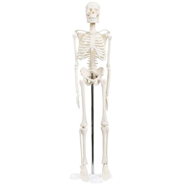 KIYOMARU Simple 1/4 Size Full Body Skeleton Model, Human Body Model, Mini, Physical The Supervised Skeleton, Bone Model, Tabletop Size, Approx. 17.7 inches (45 cm), Movable Large Joints