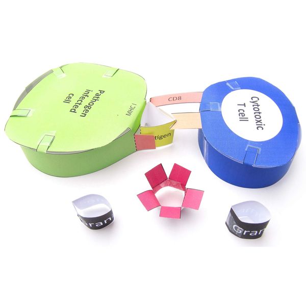 NewPath Immune System 3-D Model Making Kit - Individual Student Edition (24-7776)