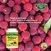 Bayberry Extract, Help with Wound, Colds, Flu, Coughs, Intestinal Disorders